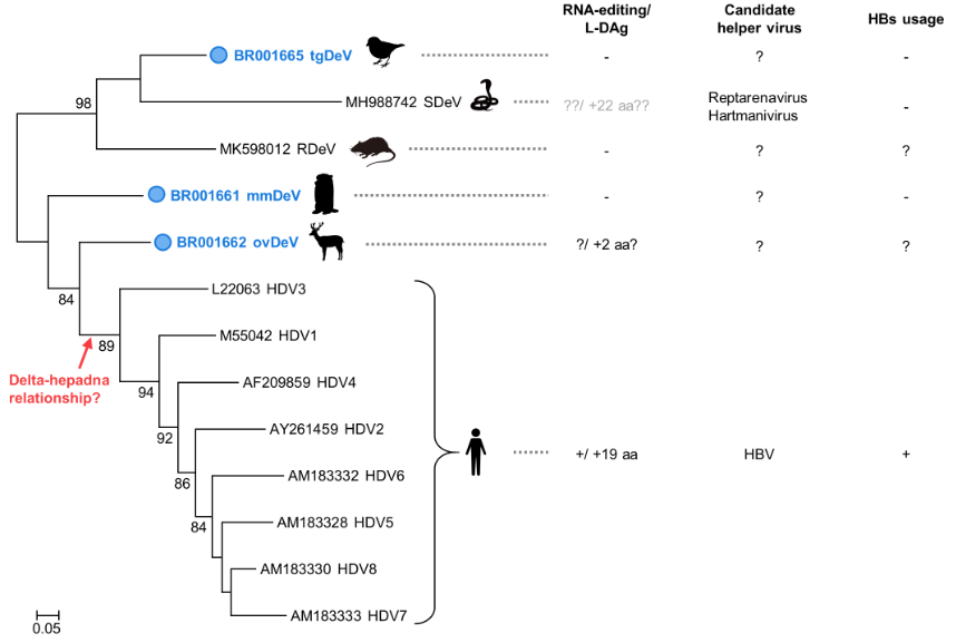 detavirus_tree
